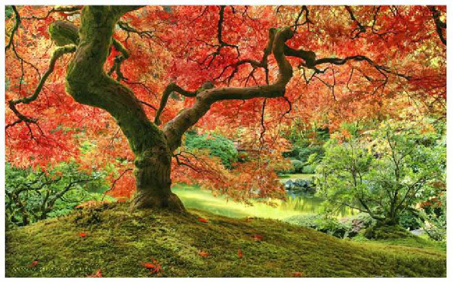 Japanese Garden in Portland | Pintoo puzzles 1000 pieces