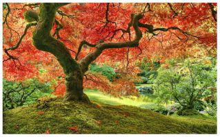 Japanese Garden in Portland | puzzles Pintoo 1000 piezas