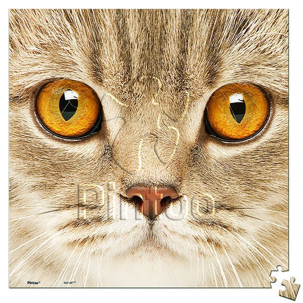 Close Up of Cat | puzzles Pintoo 256 piezas