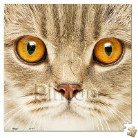 Close Up of Cat | puzzles Pintoo 256 pièces