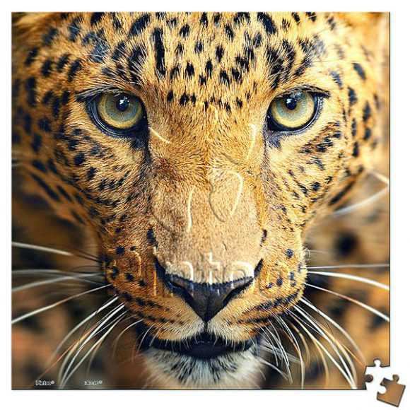Close Up of Leopard | puzzles Pintoo 256 piezas