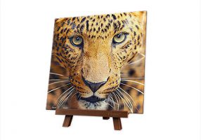 Close Up of Leopard | puzzles Pintoo 256 peces
