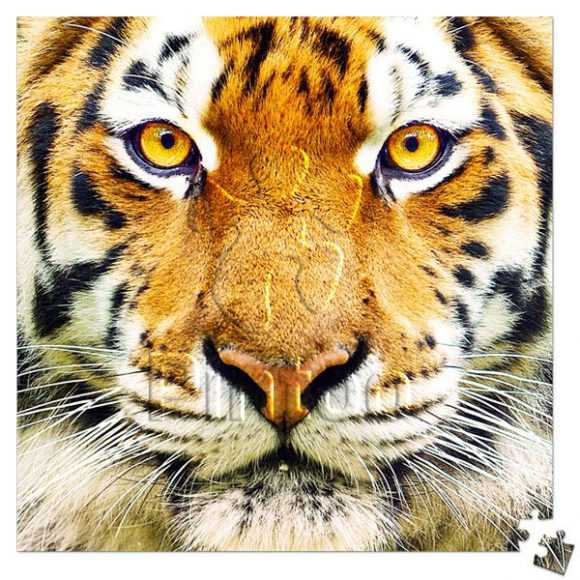 Close Up of Tiger | puzzles Pintoo 256 peces
