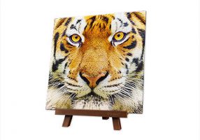 Close Up of Tiger | puzzles Pintoo 256 piezas