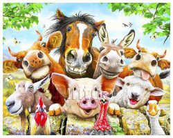 Howard Robinson : Farm selfie | puzzles Pintoo 500 pièces